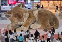 “Catzilla”, el gato gigante que conquista a viajeros en Hong Kong