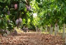 Fatal cosecha de mango en Nayarit en 2026