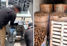 Hallan casi una tonelada de metanfetamina oculta en cargamento de jícamas