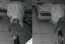 Perrito es arrastrado en supuesto video viral de una entidad en una habitación; genera debate en redes