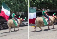 ¡México Mágico! Hombre recorre calles de Guadalajara montando un toro para apoyar a la Selección Mexicana