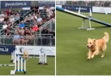 Perro abandona carrera de obstáculos para darse un chapuzón y conquista las redes sociales