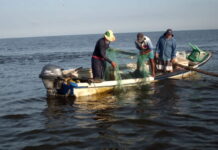 Decomisos y detenidos por pesca ilegal de camarón en Nayarit