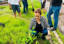 Continua la reforestaciòn en las calles de Acaponeta