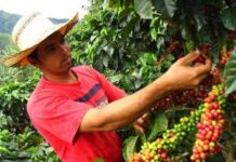 Buscan que productores nayaritas exporten café con mayor valor agregado
