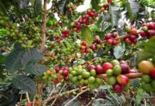 Café nayarita se va a otros Estados y vuelve con otras marcas