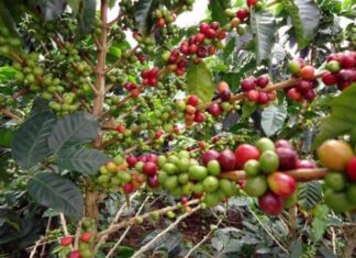 Café nayarita se va a otros Estados y vuelve con otras marcas