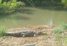 Cuidado 4 cocodrilos habitan en el Rio Mololoa en Tepic