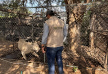 Profepa decomisa 3 leones en Nayarit y advierte aumento del tráfico de fauna exótica