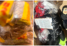 Aseguran 2.5 kilos de semillas de mariguana ocultas en muñecos con destino a Bolivia