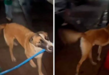 Perrito se vuelve viral por pasear con la bandera de México y negarse a soltarla