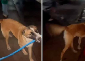 Perrito se vuelve viral por pasear con la bandera de México y negarse a soltarla