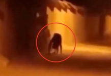 “No es una persona”: video de supuesto nahual en la selva de Chiapas desata debate en redes