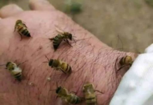 Científicos de la UdeG investigan el veneno de abeja como complemento para tratar el Parkinson