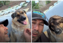 Perrito conquista las redes por su divertida reacción al usar una peluca