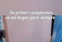 Con pastel y mucho amor: perrito rescatado celebra por primera vez su cumpleaños y enternece a miles en redes