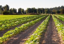 Proponen elevar a 250 mill. de pesos el presupuesto para el campo en Nayarit