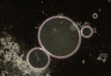 Científicos crean por 1era vez virus diseñados con inteligencia artificial