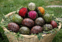 Ni fresa ni papaya: la pitahaya, una fruta mexicana con fibra, vitamina C y beneficios nutricionales
