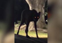 ¿Real o IA? La verdad detrás del supuesto lobo gigante captado en Brasil