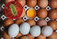 Retiran 19 millones de huevos en EE. UU. por posible contaminación con salmonela