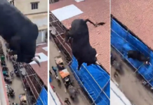 ¿Un toro se lanzó desde un techo para embestir a personas? La verdad detrás del video viral