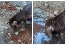 Perro conmueve en redes al ayudar a sepultar a su compañera “África”