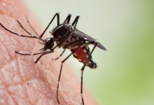 El mosquito: el animal más letal para los humanos