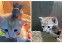 Gatito rescatado y un pequeño pájaro sorprenden al dormir y jugar juntos