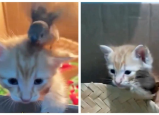 Gatito rescatado y un pequeño pájaro sorprenden al dormir y jugar juntos