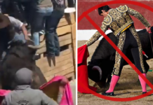 Videos virales en Tlaxcala reavivan el debate sobre la tauromaquia en México