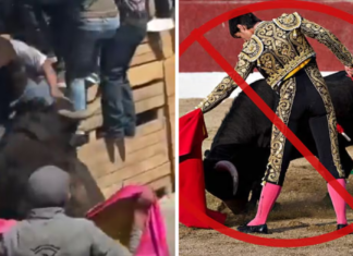 Videos virales en Tlaxcala reavivan el debate sobre la tauromaquia en México