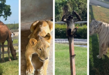Aseguran 135 animales exóticos y 68 mil litros de diésel en Tamaulipas