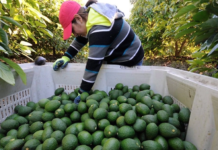EEUU suspende temporalmente inspecciones para importar aguacate de Michoacán por motivos de seguridad