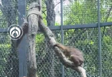 Monos de Chapultepec sorprenden en redes con maniobras que recuerdan a los Voladores de Papantla