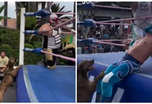Perro roba el show en una función de lucha libre y conquista al público