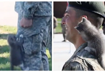Gatito conquista con su ternura y rompe la seriedad de un ejercicio militar | VIDEO
