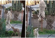 Perro trepa una reja como Spider-Man para salir a jugar con su amigo