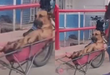 Perrito viaja cómodamente en una carriola y su carita de ternura conquista las redes