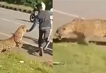 Leopardo ataca a hombre que intentaba rescatarlo tras ser atropellado | VIDEO