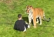 Hombre muere tras ser atacado por un tigre en zoológico.
