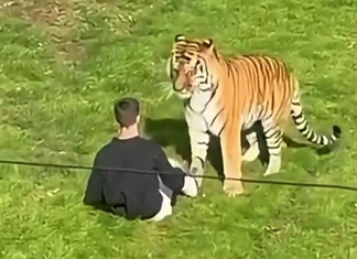 Hombre muere tras ser atacado por un tigre en zoológico.