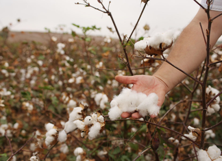 Yucatán, origen del algodón que abastece a la industria textil