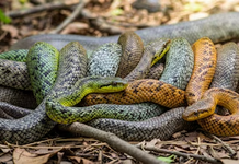 Detienen a bombero mexicano en Alemania por transportar 97 reptiles en su equipaje