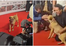 Perrito se cuela en la alfombra roja del Festival de Cine de Morelia y se roba las miradas | VIDEO