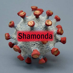 Virus Shamonda: reportan primer caso humano en Francia y alertan por riesgos para el ganado