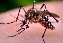 Nayarit registra 221 casos de dengue y mantiene vigilancia por variante cosmopolita en estados vecinos